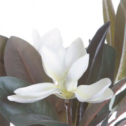 Planta MAGNOLIA blanca 45cm