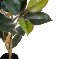 Planta FICUS verde oscuro 125cm