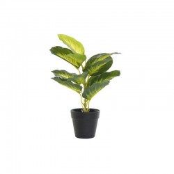 Planta DIEFEMBAQUIA 25x30cm...