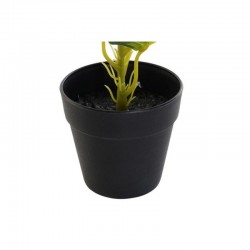 Planta DIEFEMBAQUIA 25x30cm verde