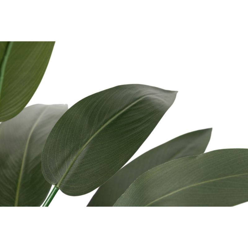 Árbol Canna 160cm